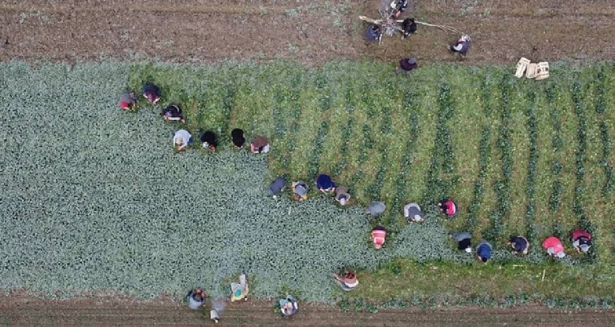 Türkiye'de Göz Ardı Edilen: Eken Zenginlik, Altından Üstün