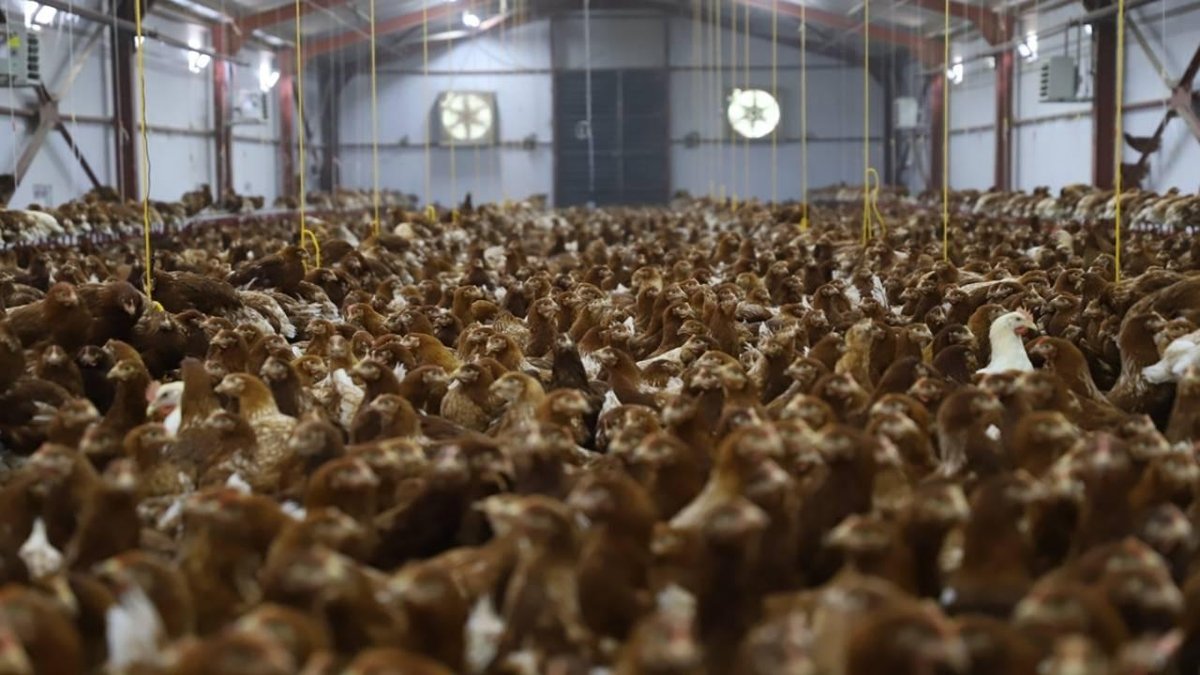 Kanatlı Hayvan Üretiminde Sağlık Ve Teknik Gereksinimler Belirlendi