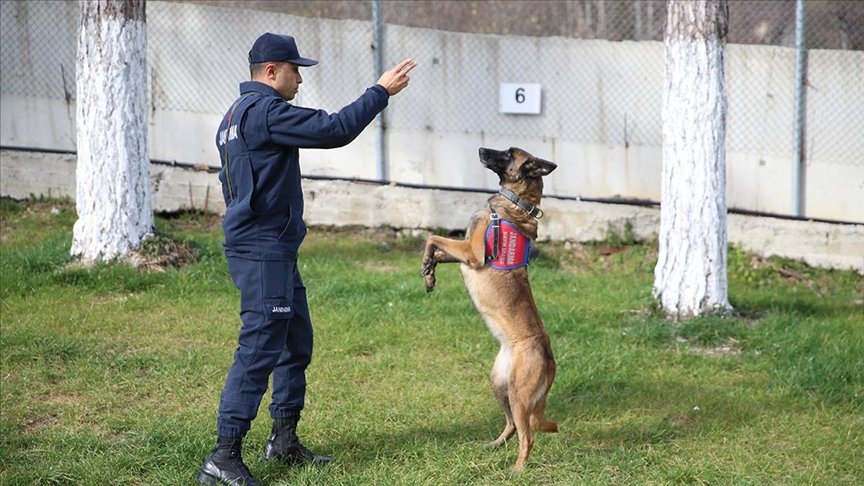 Jandarma, Hassas Burunlu Köpeklerin Desteğiyle Suçları Çözüyor