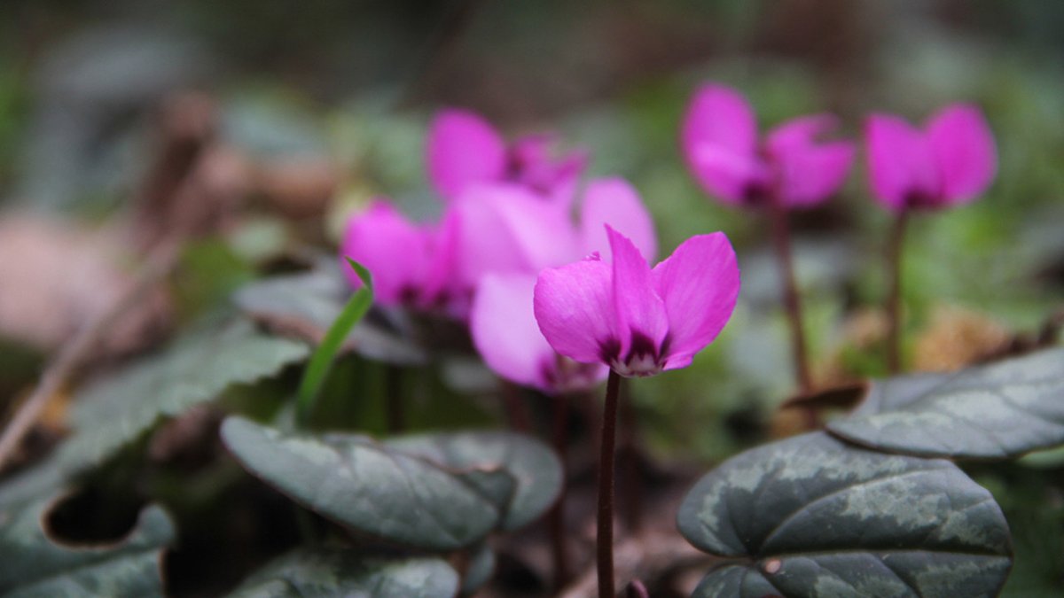 Oğuzlar'da Eşsiz Manzara: Kış Aylarında Çiçek Açan Sıklamenler
