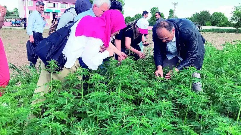 Kenevir İçin Yenilikçi Ekonomik Yaklaşımlar Geliştiriliyor