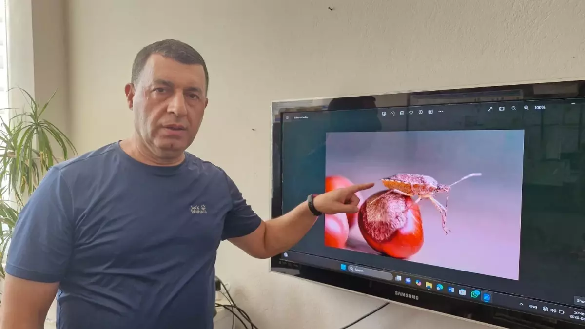 Kahverengi Kokarca Böceği Türkiye'de Artıyor: Biyolojik Mücadele Gerekiyor