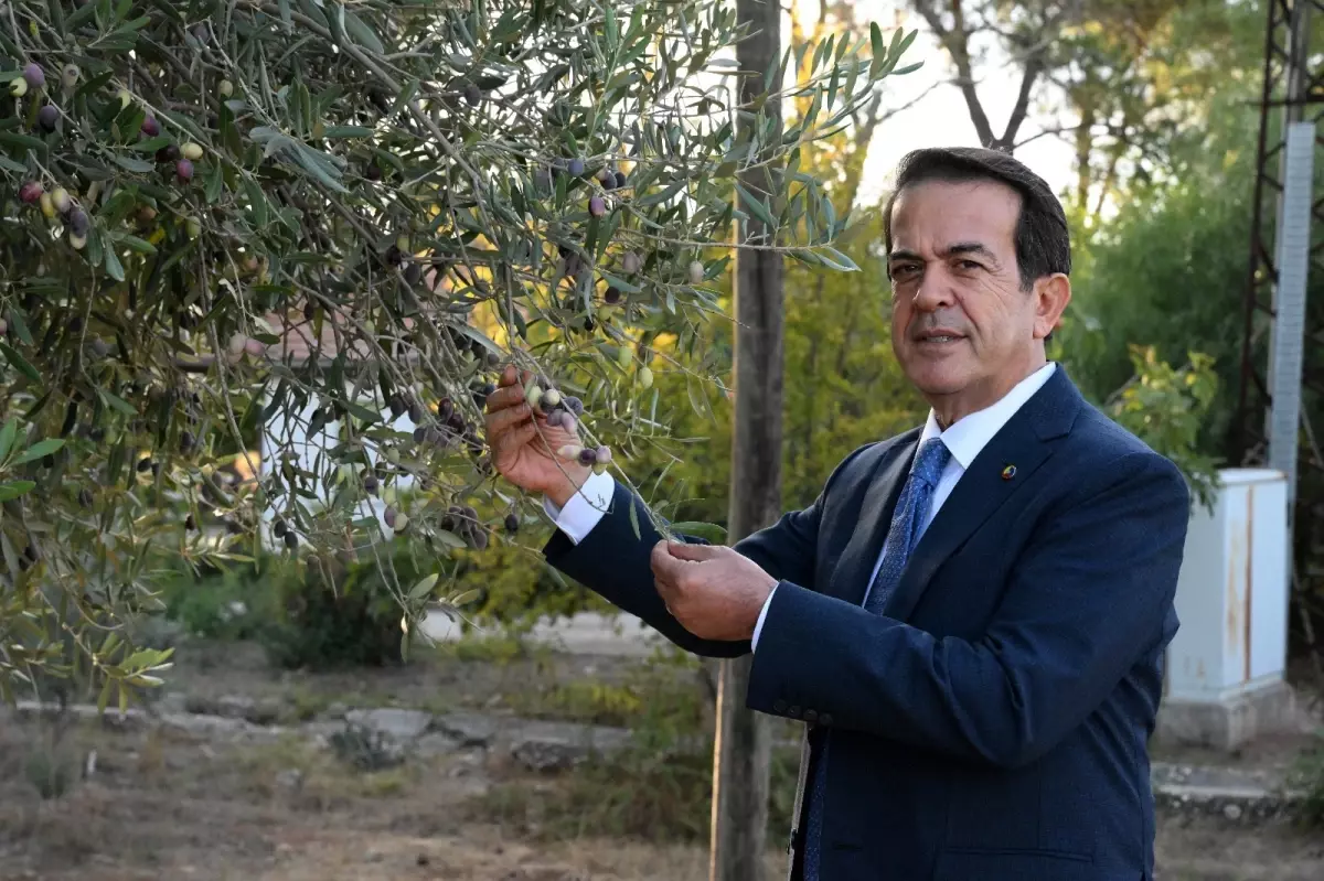 Zeytinpark'ta 70 Kg Zeytin Hasadı Heyecanı