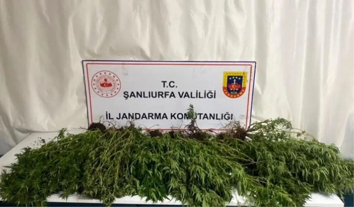 Şanlıurfa'da Jandarma Operasyonu: Uyuşturucu ve Silahlar Yakalandı
