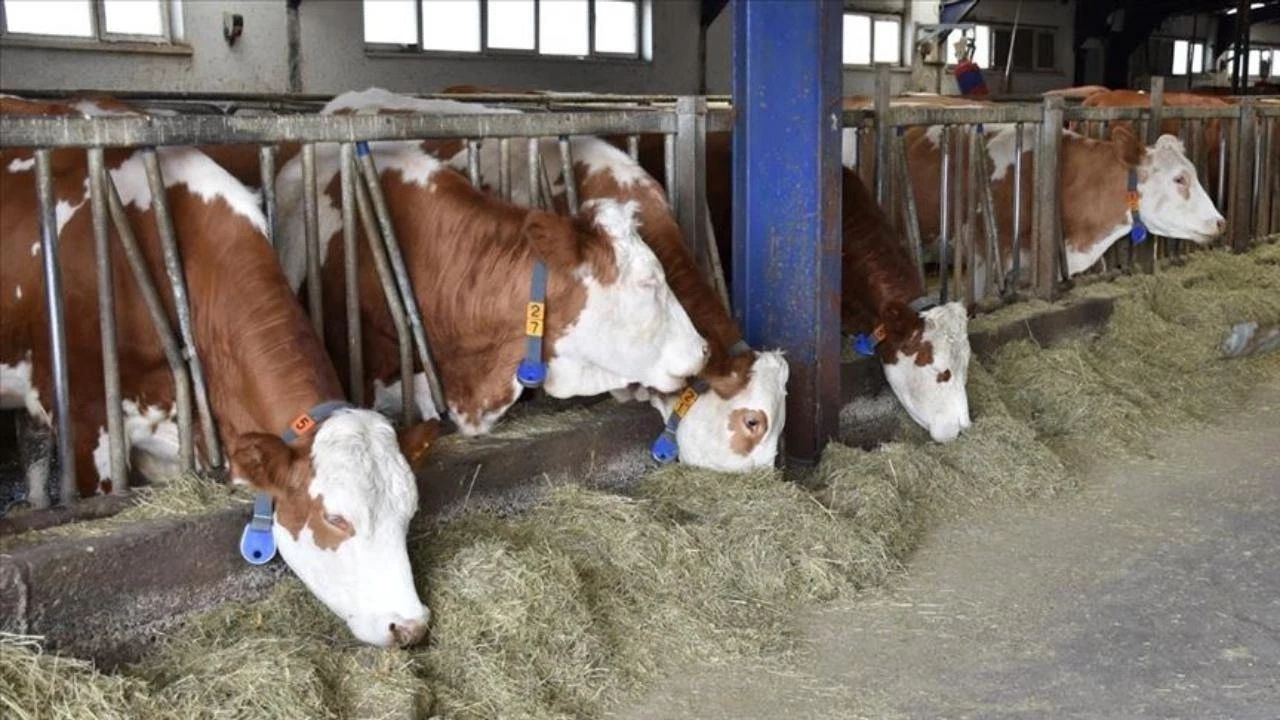Kırmızı et sektöründe alarm: 2026’da kriz derinleşecek