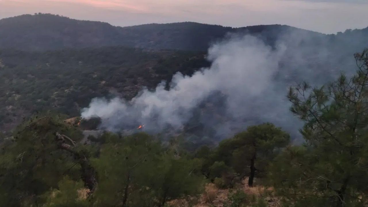 Gaziantep'te Orman Yangını: 4 Dönümlük Alan Zarar Gördü