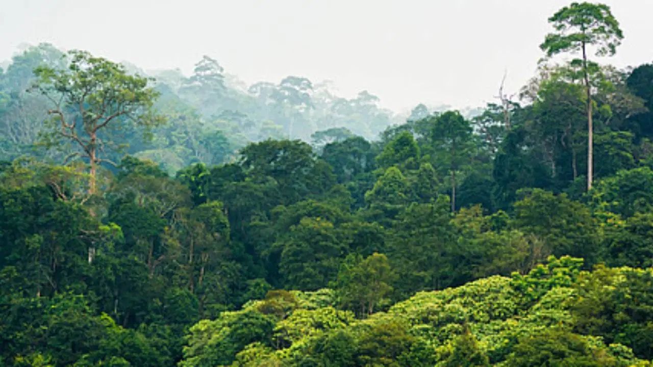 REDD+ Nedir? Ormanları Korumada Yeni İklim Mekanizması