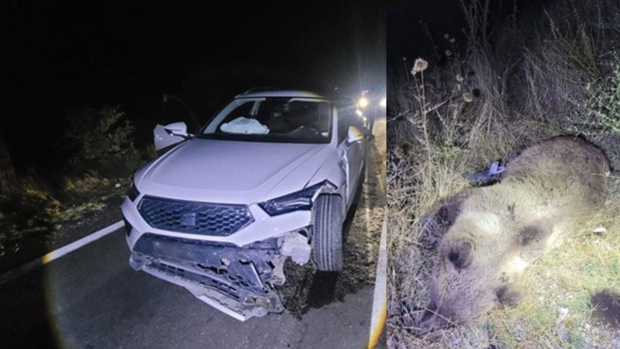 Tunceli’de cipin önüne çıkan ayı öldü! Sürücü kazayı yara almadan atlattı