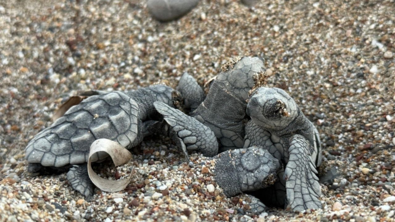 Antalya sahillerinde 200 bin caretta caretta yavrusu denize ulaştı