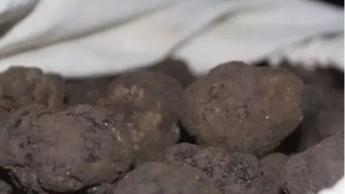 Türkiye'nin 'Siyah Elması' Trüf Mantarının Kilosu 20 Bin TL'ye Satılıyor
