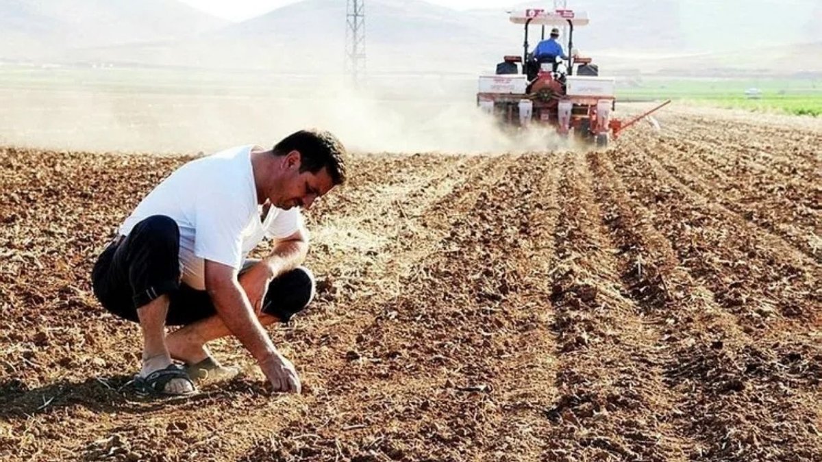 Türkiye'nin Altın Gibi Değerli Ürünleri: Çam Fıstığı ve Koca Yemiş