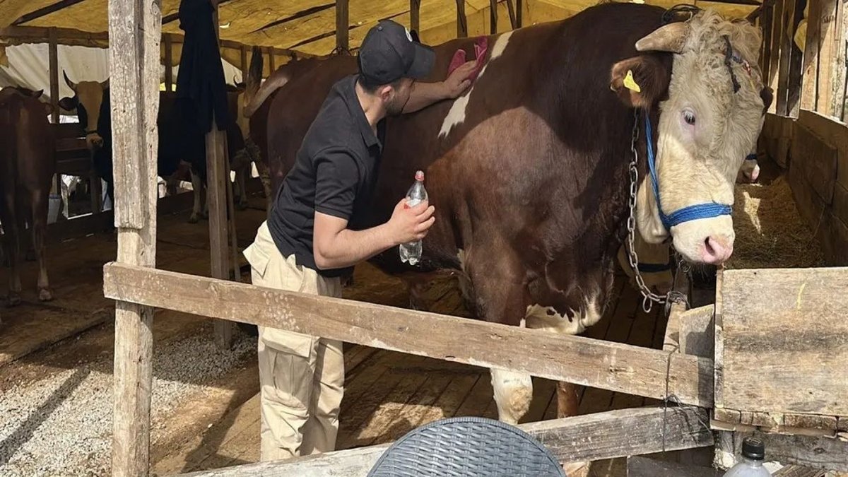 Gebze Kurban Pazarında 1 Tonluk ‘Şampiyon’ Boğa 420 Bin TL’den Satışa Çıkarıldı