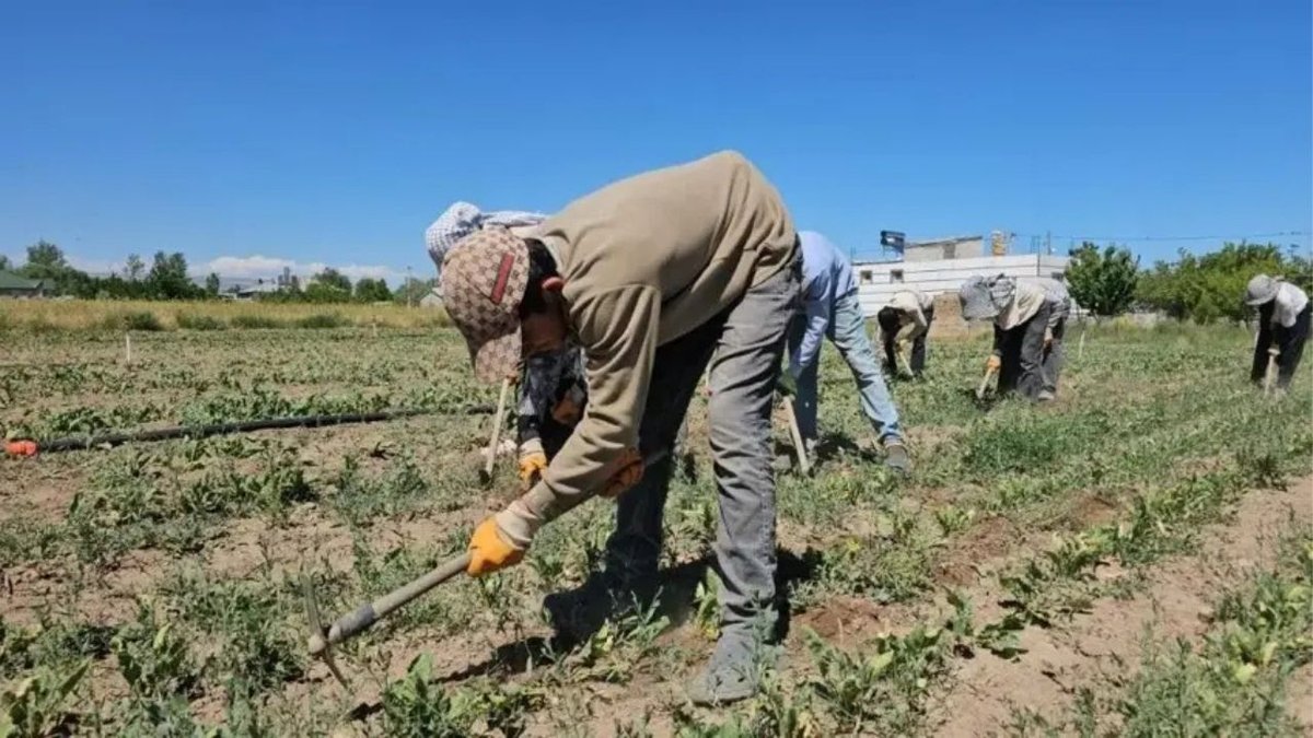 Bitlis Adilcevaz’da Kavurucu Sıcaklara Rağmen Tarlada Emek Mesaisi Sürüyor