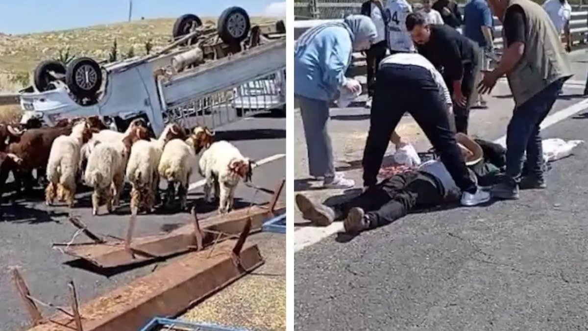 Urfa’da Kurbanlıkları Geri Götürürken Feci Kaza: Genç Besici Kamyonetin Altında Can Verdi
