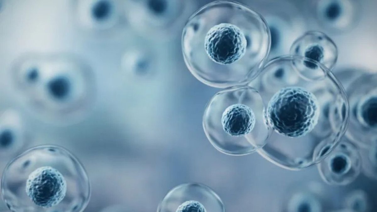 Yapay Hücre Tartışması SpudCell Bilim Dünyasında Heyecan Ve Temkin Bir Arada