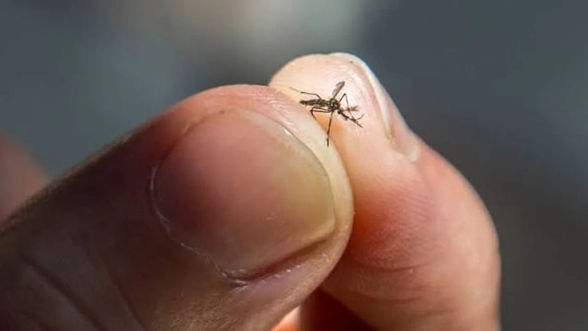 Sivrisinek Avında Devrim Yeni Nesil Mikro Dronlar Göreve Hazırlanıyor