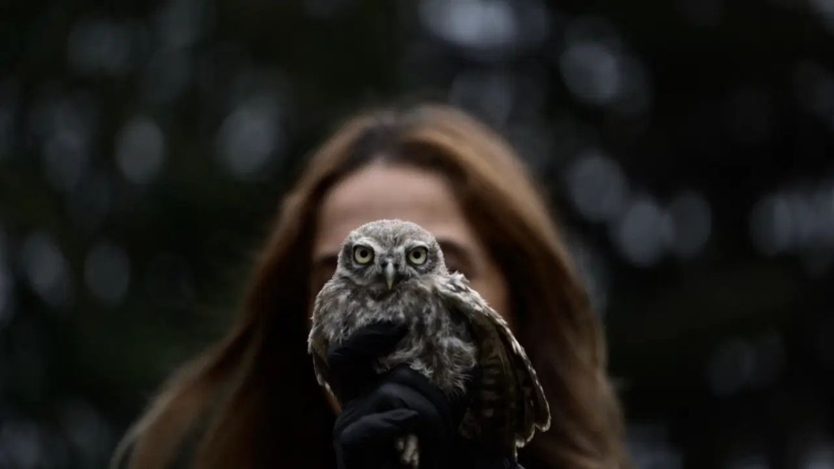 Düzce’de Minik Kukumavlar İçin Seferberlik Başladı Doğaya Dönüş İçin Gün Sayıyorlar