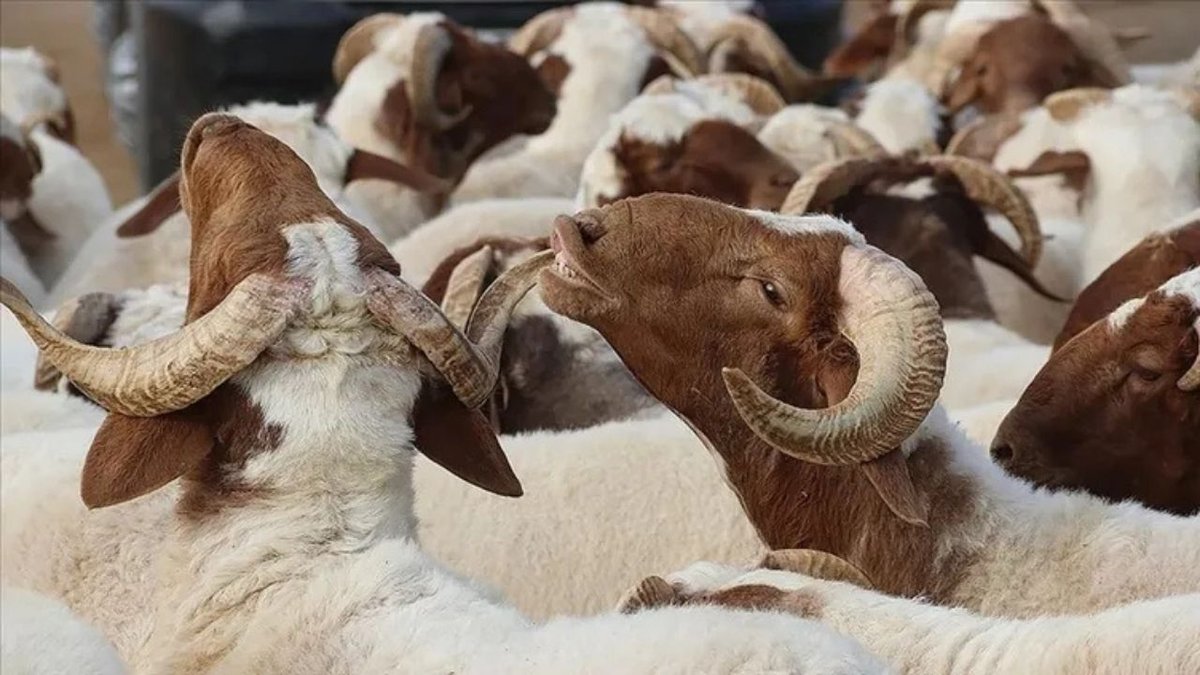 Kurbanlık Fiyatları Ve Vekaletle Kesim Ücretleri Açıklandı: 2026’da Artış Gösterdi