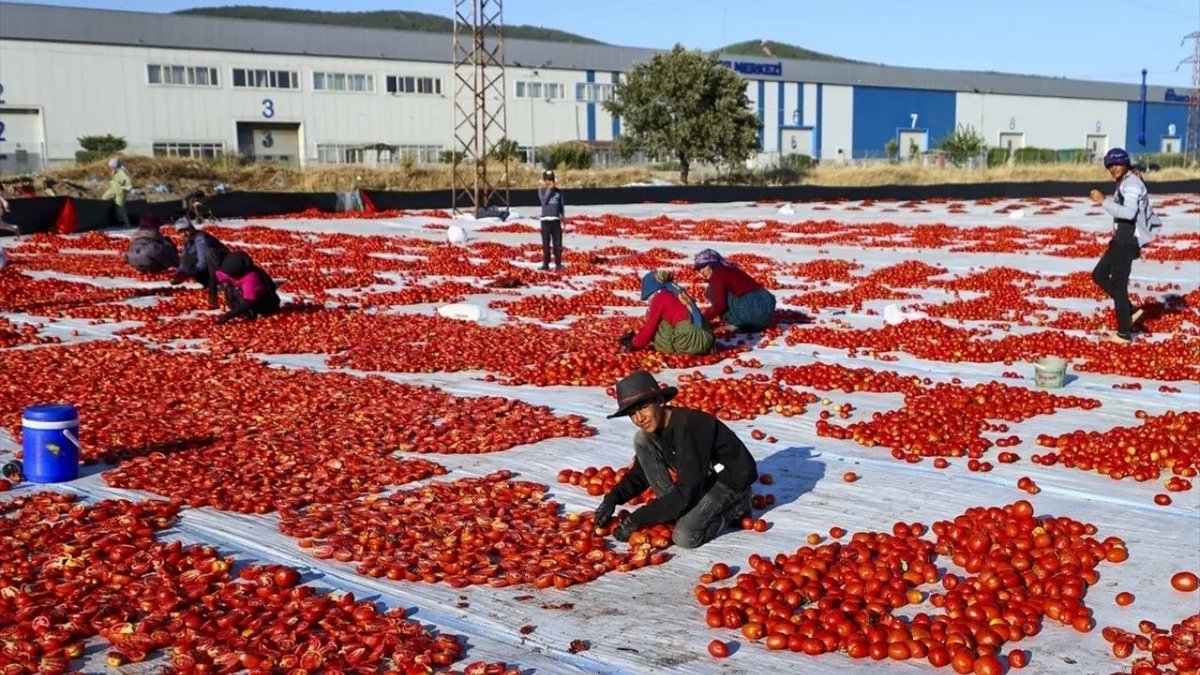 Güneşte Kurutuluyor Dünyaya Satılıyor Türkiye’nin Domates İhracatı Rekor Peşinde