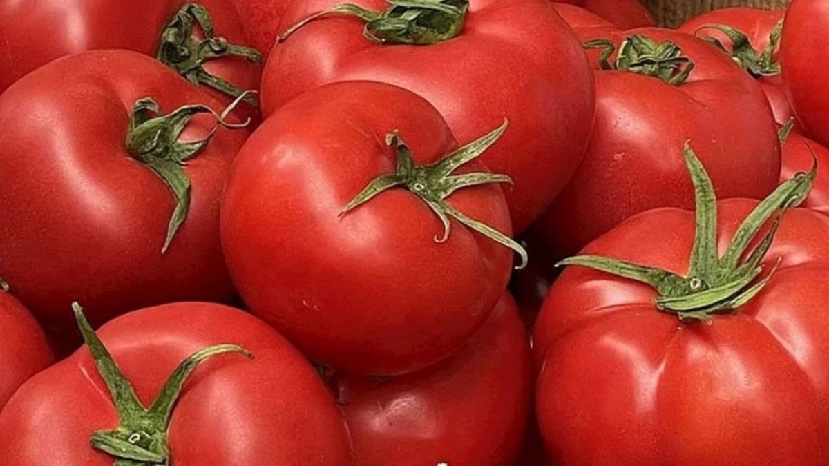 Ayaş domatesinde hasat heyecanı başladı: Kilosu tarlada 50 liradan satılıyor