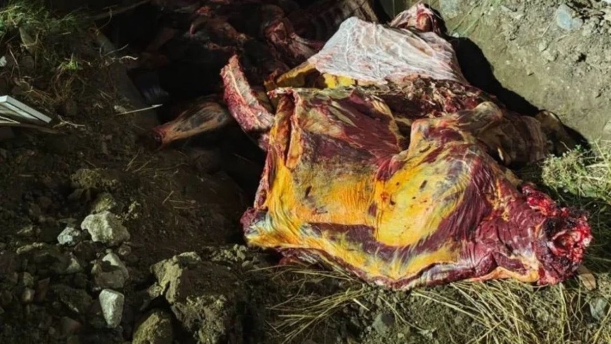 Jandarmanın Durdurduğu Araçta Ele Geçirildi: Tam 1.800 Kg Et İmha Edildi