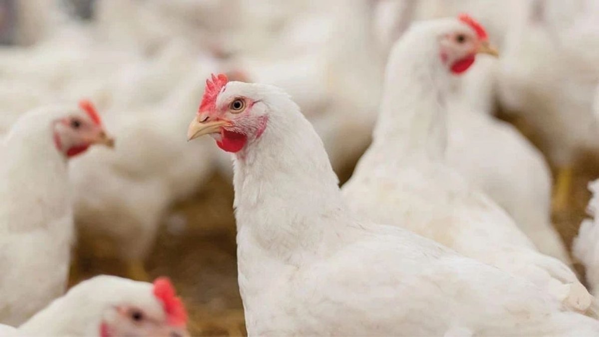 Beyaz Et Soruşturmasında Son Dakika: 29 Şüpheli Adli Kontrol Şartıyla Serbest Bırakıldı