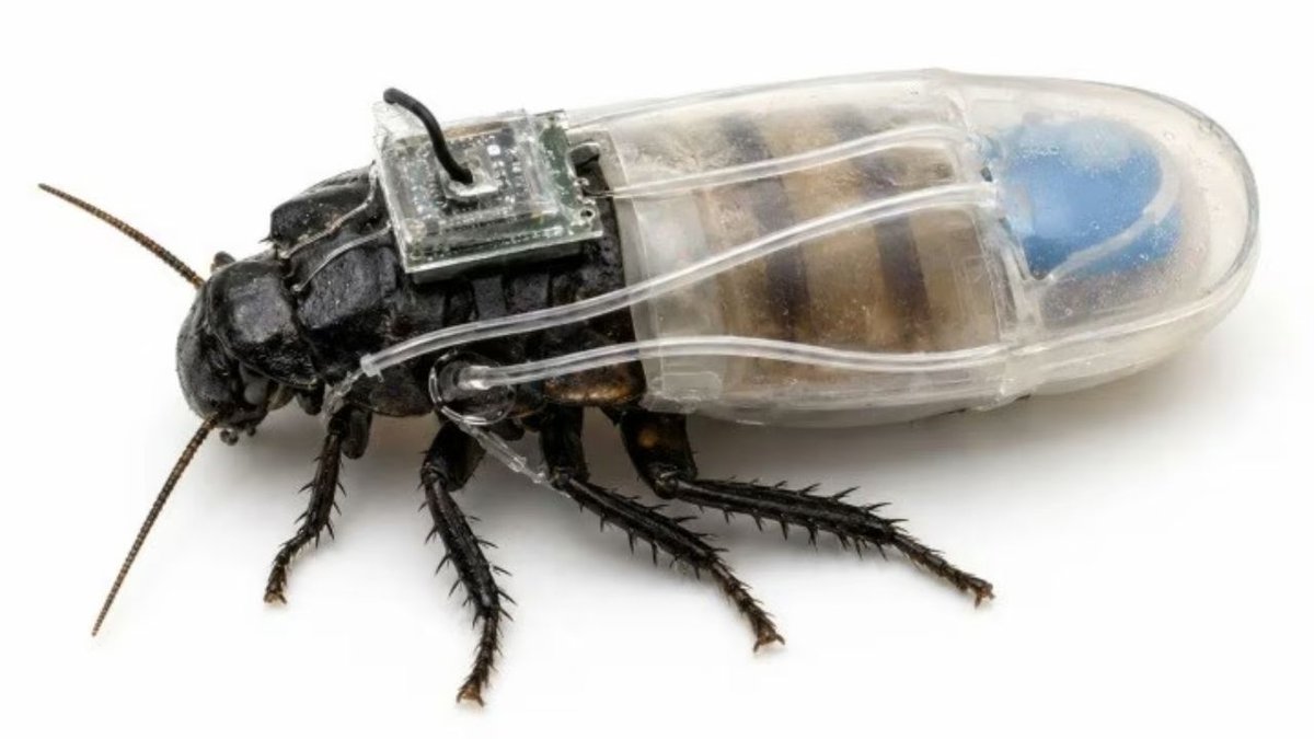 Hamamböceklerine Yeni Görev Bilim Dünyasından Şaşırtan Biyolojik Robot Deneyi