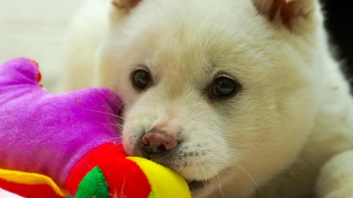 Köpeklerde Oyuncak Tutkusu Beklenmedik Sağlık Sorunlarına Yol Açabilir