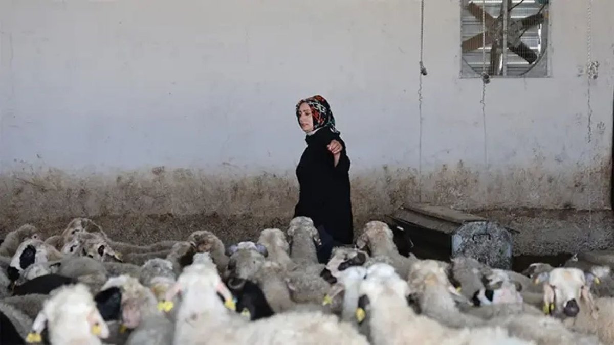 3 çocuk annesi kadın girişimci köyünü üretim merkezine dönüştürdü: 500 başlık çiftliğin patronu oldu