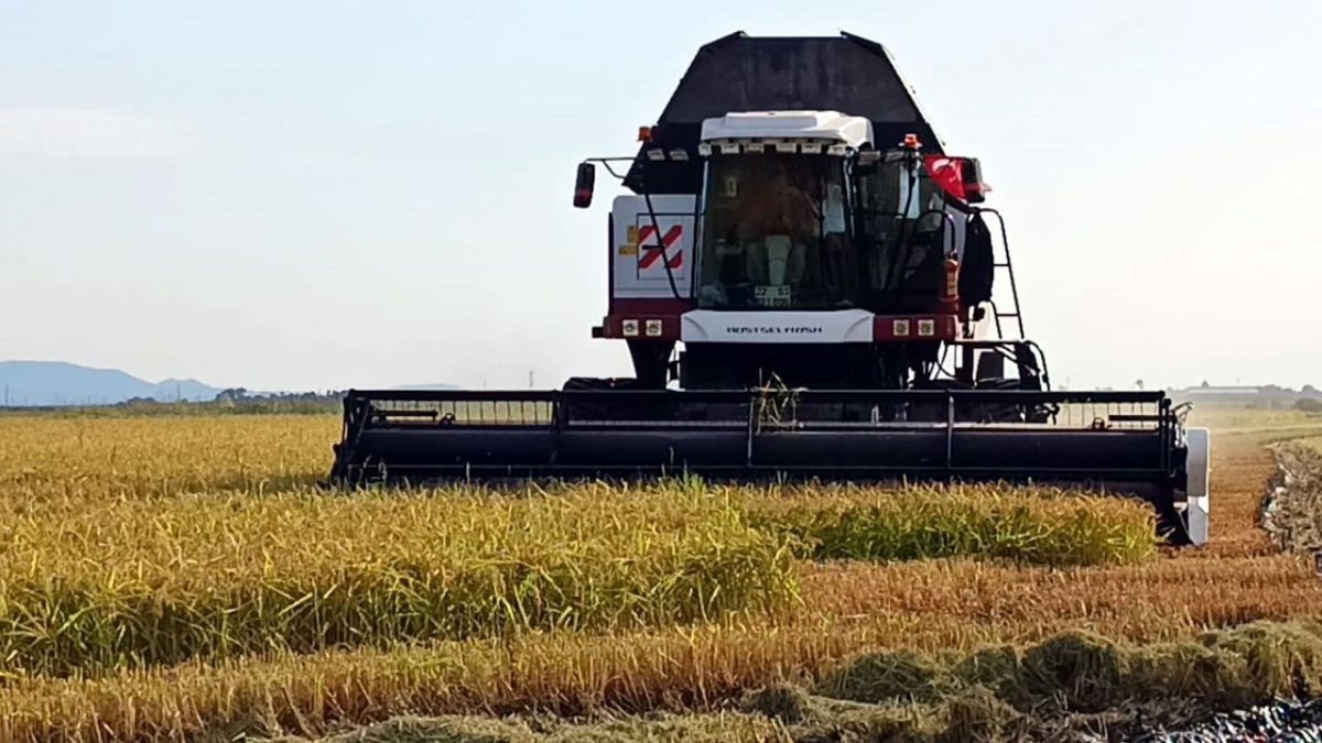 Bakan Yardımcısı Gizligider İpsala’da Çeltik Hasadına Katıldı